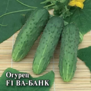 img-1: Огурец Ва-Банк F1 - ООО «Семена Тут»
