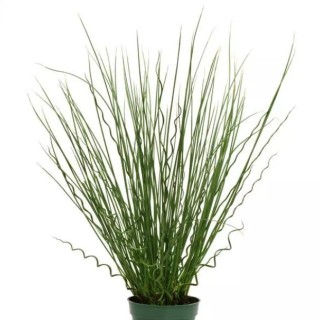 img-1: Ситник Твистед Эрроус [100 м/драже] - ООО «Семена Тут»