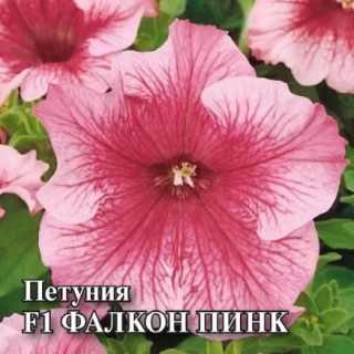 Петуния грандифлора Фалькон Пинк [100 драже] - ООО «Семена Тут»