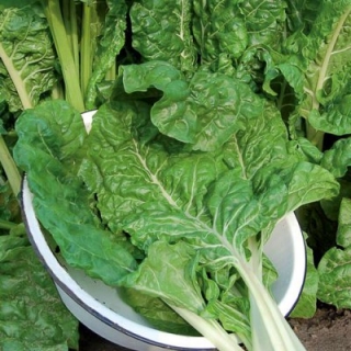 Мангольд Изумруд (фракция 3,0-4,0 мм) - ООО «Семена Тут»