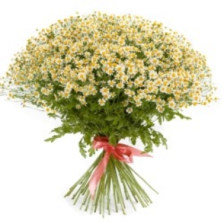 img-1: Ромашка  Вегмо Сингл  [100 драже] - ООО «Семена Тут»