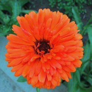 Календула махровая Оранжевый король - ООО «Семена Тут»