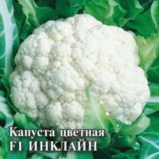 img-1: Капуста цветная Инклайн F1 - ООО «Семена Тут»
