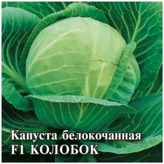 img-1: Капуста белокочанная Колобок F1 - ООО «Семена Тут»