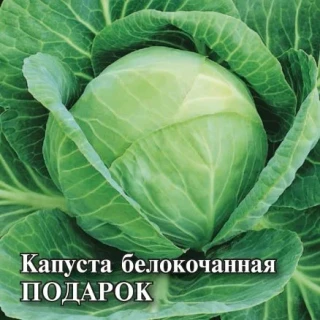 img-1: Капуста белокочанная Подарок - ООО «Семена Тут»
