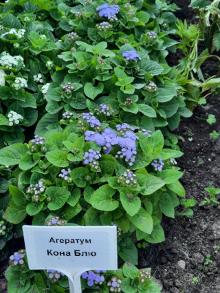 img-2: Агератум Кона Блю [1000 шт] - ООО «Семена Тут»