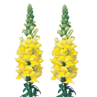 Львиный зев Адмирал Еллоу [1000 шт] - ООО «Семена Тут»