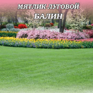 Мятлик луговой Балин - ООО «Семена Тут»