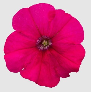 img-1: Петуния мультифлора БУМ Эйч ди Роуз [100 драже] - ООО «Семена Тут»