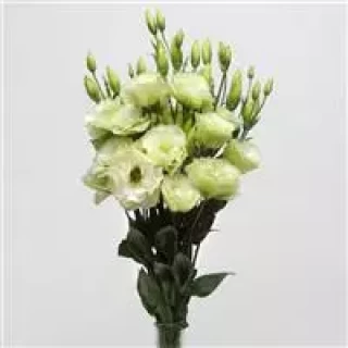 img-2: Эустома АБС 1 Грин [1000 драже] - ООО «Семена Тут»