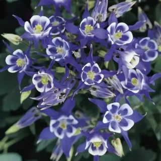 Аквилегия Винки Блю Вайт  [1000 шт] - ООО «Семена Тут»