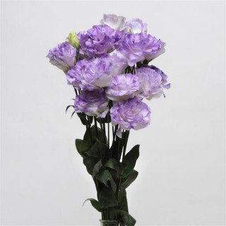 img-2: Эустома АБС 1 Мисти Блю [1000 драже] - ООО «Семена Тут»