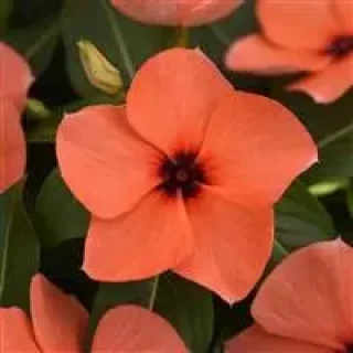 img-0: Катарантус Тату Оранж [250 шт] - ООО «Семена Тут»