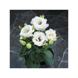 img-1: Эустома Джульетта Вайт [50 драже] - ООО «Семена Тут»