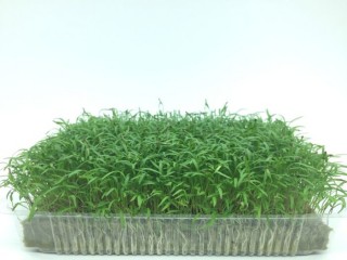 img-0: Морковь Шантанэ МЗ - ООО «Семена Тут»