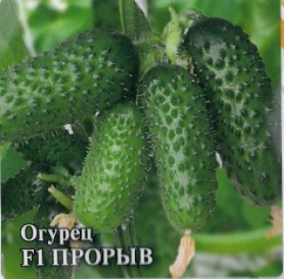 Огурец Прорыв F1 - ООО «Семена Тут»