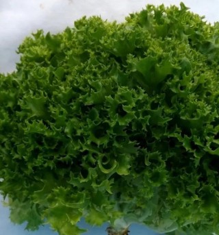 img-0: Салат Сеута - ООО «Семена Тут»
