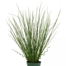 img-1: Ситник Твистед Эрроус [100 м/драже] - ООО «Семена Тут»
