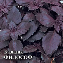 Базилик Философ - ООО «Семена Тут»