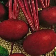 Свекла столовая Кумушка - ООО «Семена Тут»