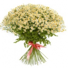 img-1: Ромашка  Вегмо Сингл  [100 драже] - ООО «Семена Тут»