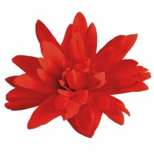img-1: Бегония Фанки Ред [100 драже] - ООО «Семена Тут»