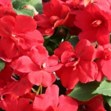 Бальзамин махровый Афина Ред  [100 шт] - ООО «Семена Тут»