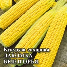 img-1: Кукуруза Лакомка Белогорья - ООО «Семена Тут»