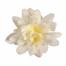 img-1: Бегония Фанки Вайт [100 драже] - ООО «Семена Тут»