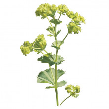 img-1: Манжетка Триллер [1000 шт] - ООО «Семена Тут»
