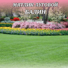 Мятлик луговой Балин - ООО «Семена Тут»