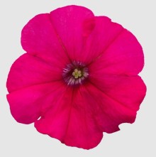 img-1: Петуния мультифлора БУМ Эйч ди Роуз [100 драже] - ООО «Семена Тут»