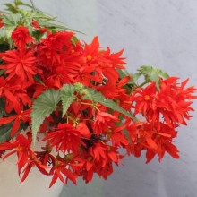 img-2: Бегония Фанки Оранж [100 драже] - ООО «Семена Тут»