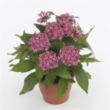 img-1: Пентас Глитерати Ред Стар [100 драже] - ООО «Семена Тут»