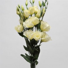 img-2: Эустома АБС 3 Еллоу [100 драже] - ООО «Семена Тут»