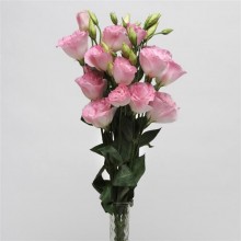img-2: Эустома АБС 2 Мисти Пинк [1000 драже] - ООО «Семена Тут»