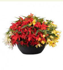 img-1: Бегония боливийская Груви Микс [100 драже] - ООО «Семена Тут»