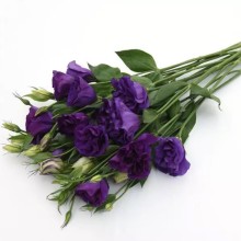 img-2: Эустома АБС 2 Пурпл [100 драже] - ООО «Семена Тут»