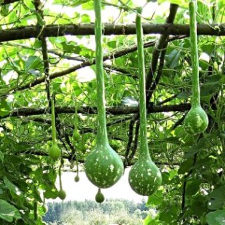 img-0: Лагенария Винный кувшин - ООО «Семена Тут»