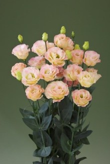 img-1: Эустома Крома 2 Шампань [1000 драже] - ООО «Семена Тут»