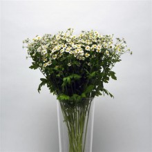 img-2: Ромашка  Вегмо Сингл  [100 драже] - ООО «Семена Тут»