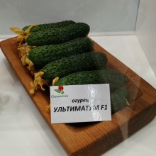 img-1: Огурец Ультиматум F1 - ООО «Семена Тут»