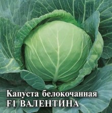 img-1: Капуста белокочанная Валентина F1 - ООО «Семена Тут»