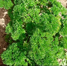 Петрушка Вельвет листовая кудрявая - ООО «Семена Тут»