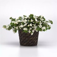 img-2: Бакопа Галактик Мист Вайт [100 драже] - ООО «Семена Тут»