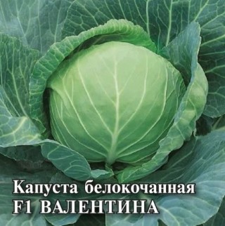 img-1: Капуста белокочанная Валентина F1 - ООО «Семена Тут»