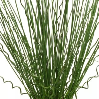 img-0: Ситник Твистед Эрроус [100 м/драже] - ООО «Семена Тут»