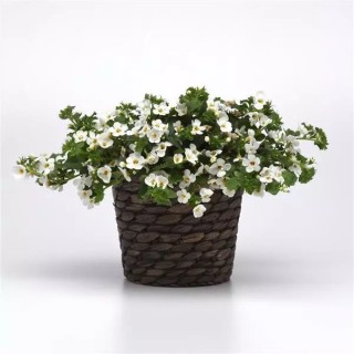 img-2: Бакопа Галактик Мист Вайт [100 драже] - ООО «Семена Тут»